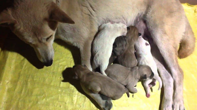 ฝันเห็นสุนัขคลอดลูกหลายตัวเลขเด็ด ตีเลขอย่างไรให้แม่นยำ