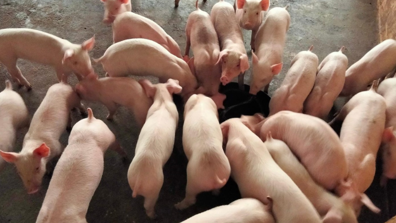 ฝันเห็นหมูเลขเด็ด มีความหมายว่าอย่างไร?